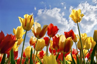 Współczesna tulipomania, czyli dlaczego Afryka głoduje, a my jeździmy na kropelce