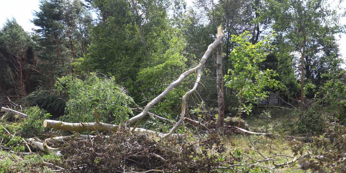 W Rymanowie-Zdroju na kobietę spadło drzewo.