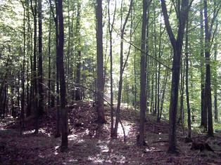 Resort środowiska: wstrzymanie wycinki to szkody o wartości 3,2 mld zł