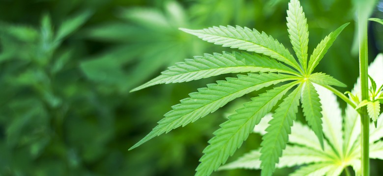 WADA rozważy usunięcie marihuany z listy zakazanych środków