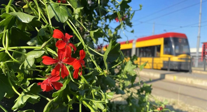 ZOM dba o zieleń na 61 pętlach. Aranżacje kwiatowe zmienia się na nich trzy razy w roku.