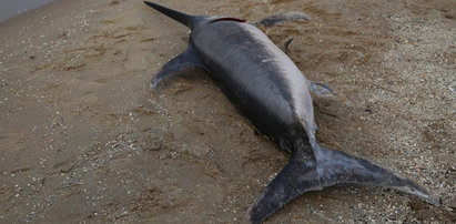 Trzymetrowa bestia znaleziona na plaży w Jantarze. Skąd się wzięła w Bałtyku!?