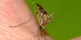 Groźne wirusy zmierzają do Europy. Wszystko przez komary