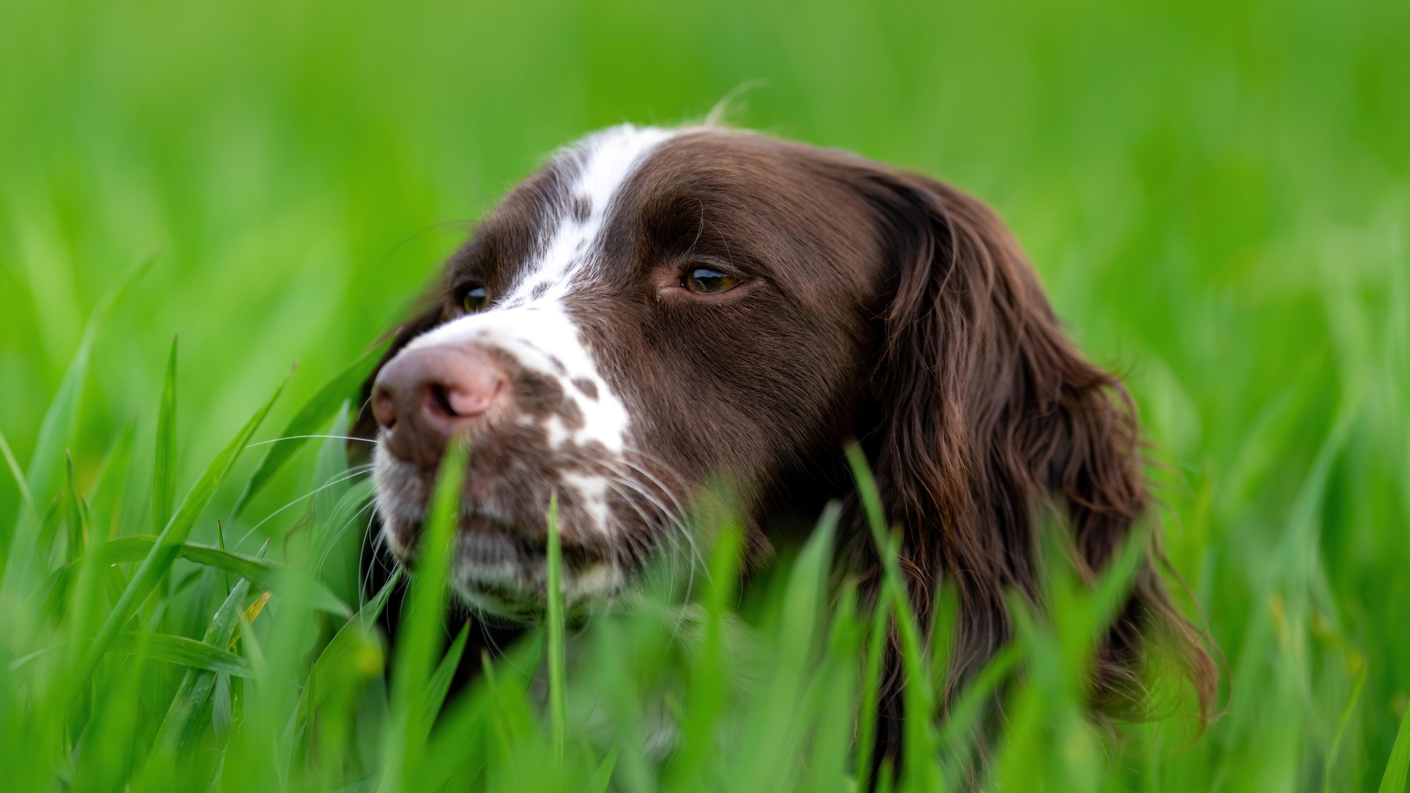 Kliešť u psa predstavuje oveľa väčšie riziko, než si mnohí majitelia pripúšťajú.