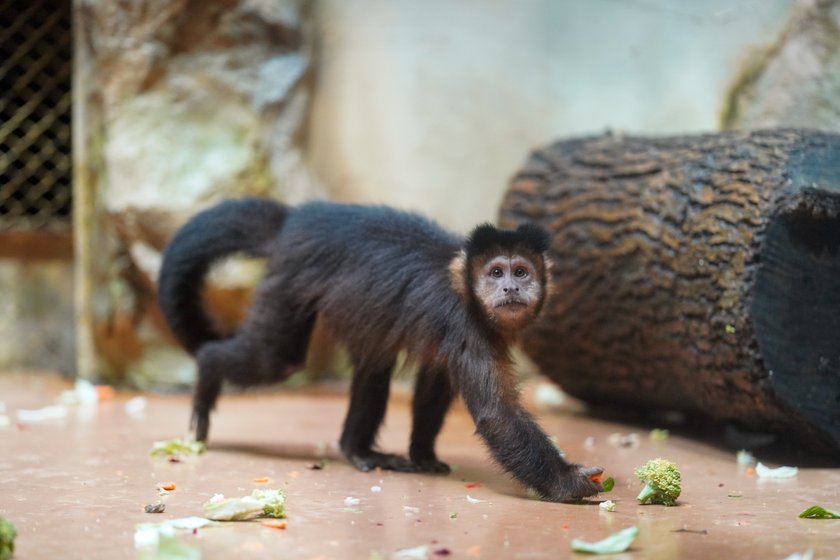 W zoo zwierzaki zimy się nie boją