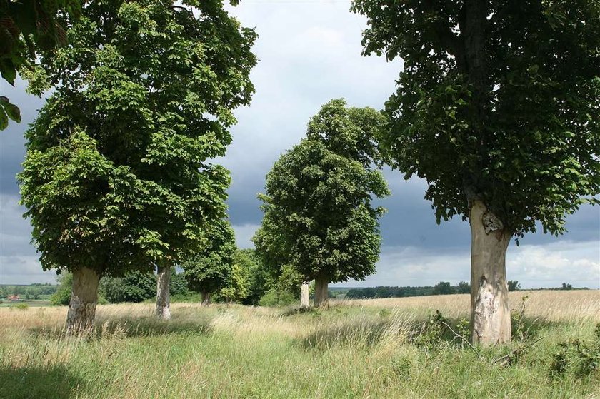 Mordercy kasztanów sieją grozę