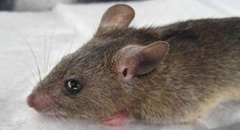 Lassa fever: Death toll rises to 41 from 93 suspected cases - Minister