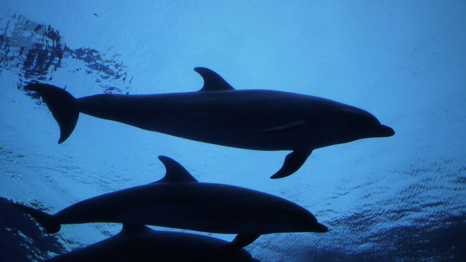 Otwarty list naukowców z całego świata wzywa do ochrony waleni. "Mogą wymrzeć za naszego życia"