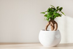 Drzewko Bonsai za dużo kosztuje? Oto tańsze, ale równie piękne alternatywy