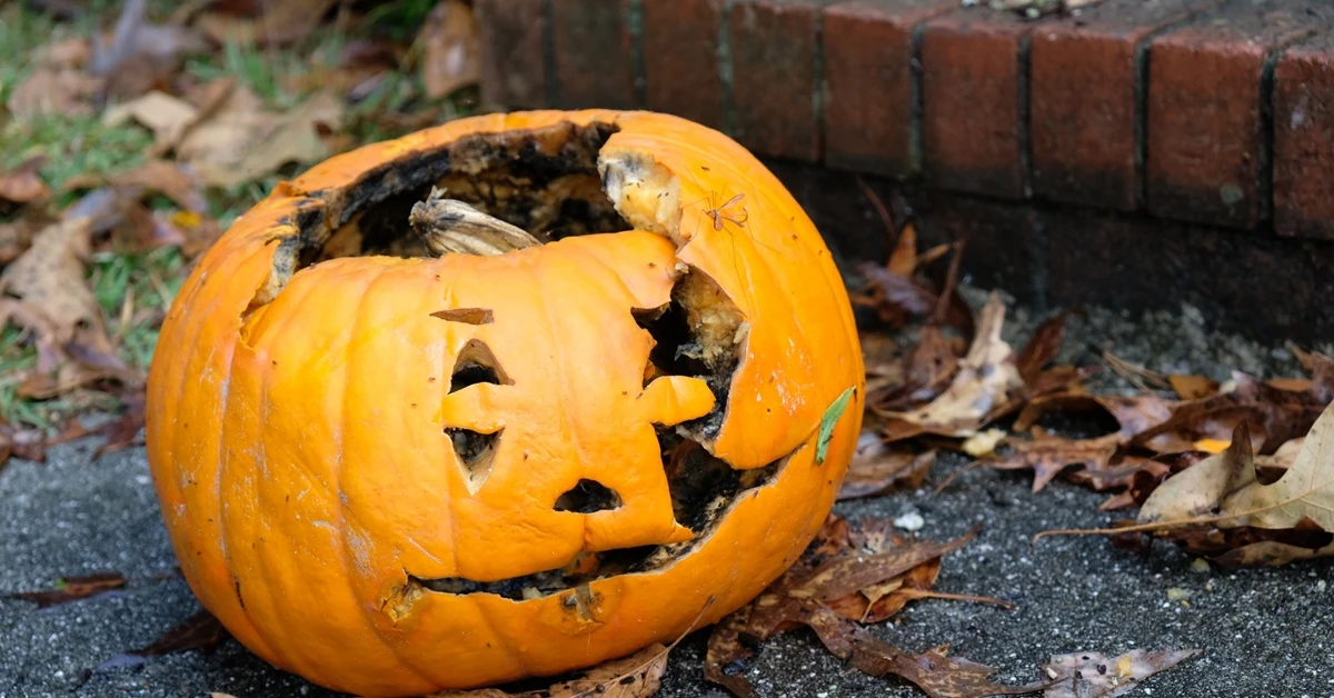 Nie marnuj dyń. Co zrobić z dynią po Halloween? Uwalnia gaz cieplarniany o wyższym globalnym potencjale ocieplenia niż dwutlenek węgla