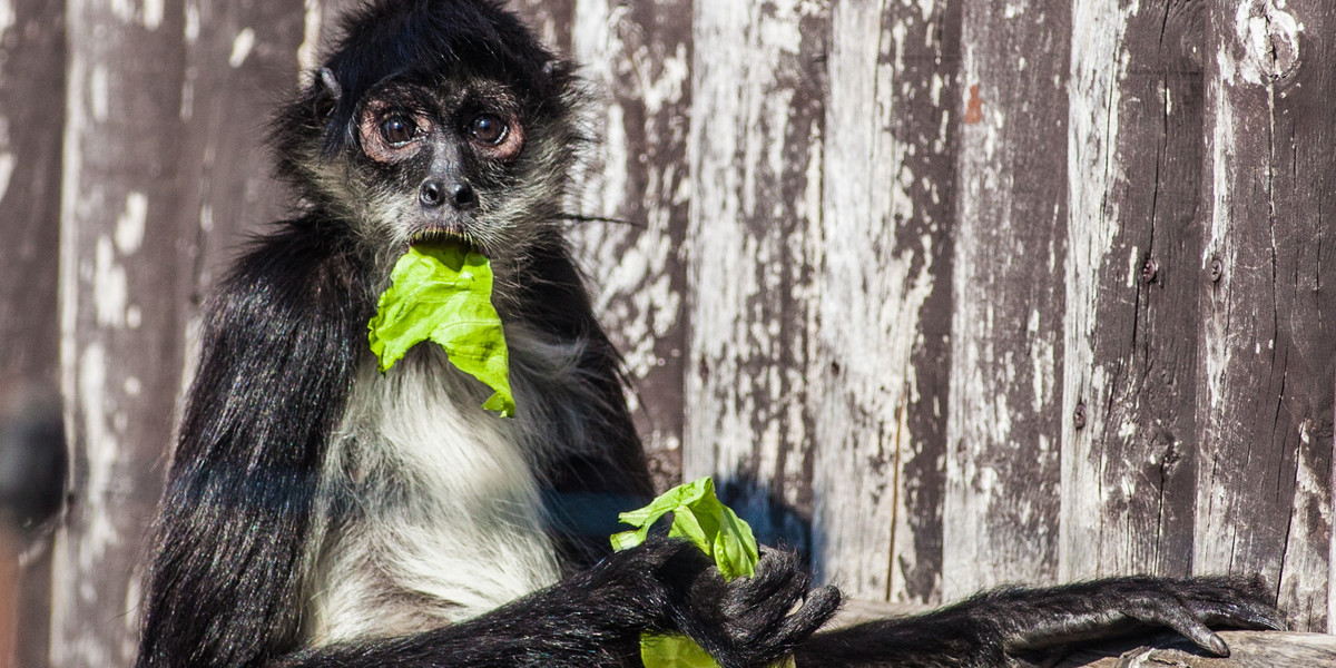 W poznańskim zoo już wiosna