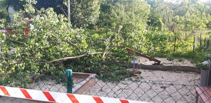 Tragedia na placu zabaw. Konar przygniótł dzieci