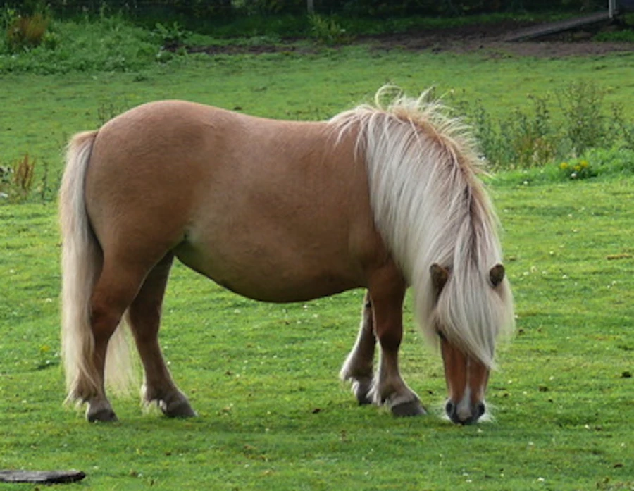 Kuc szetlandzki, fot. Wikimedia Commons