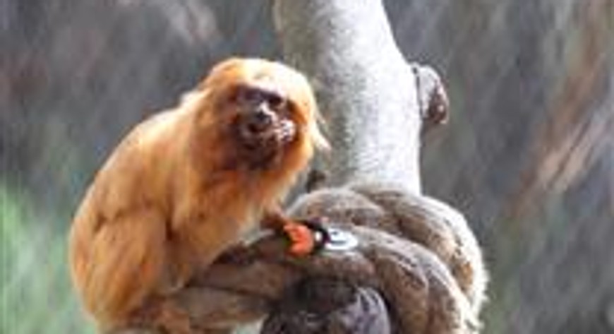 zoo krakow