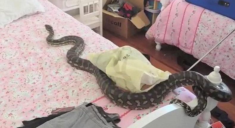 A snake crawls near the mattress of a student who was asleep and may have bitten her if not for the presence of school campus security guards.