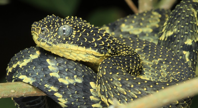 Mt Kenya bush viper. (Fiveprime)