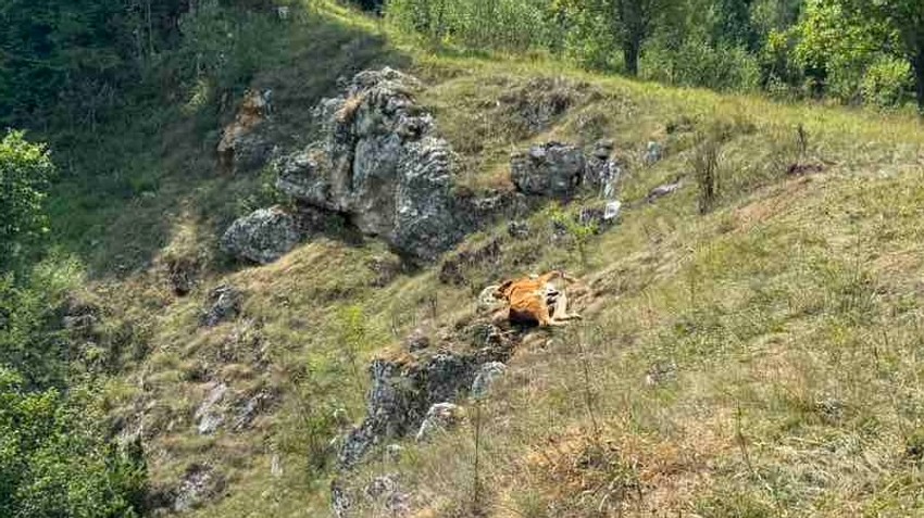 Na Pešteru od žeđi umire stoka