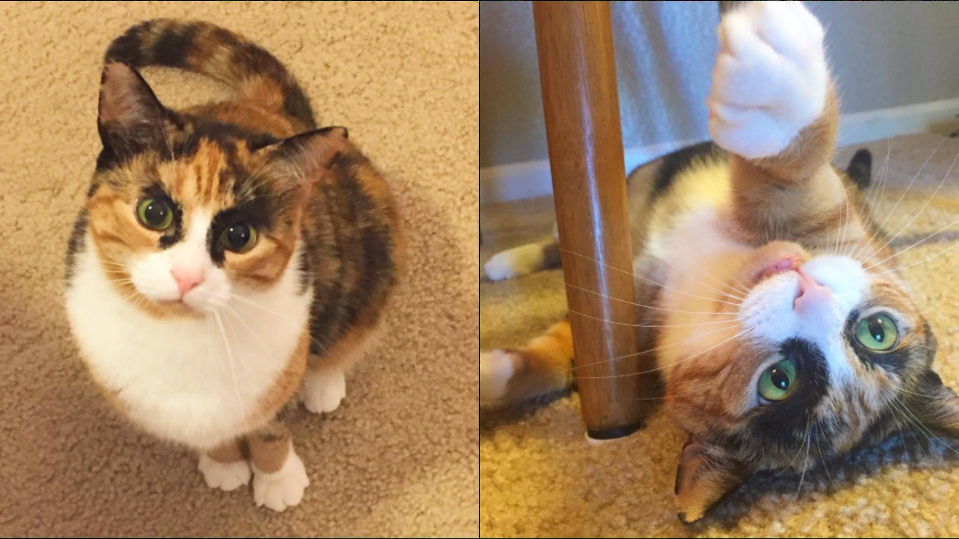 Mačka baví internet svojím krásnym obočím: Veď vyzerá ako slávna modelka!