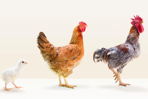 Rooster and hen standing with chick in studio