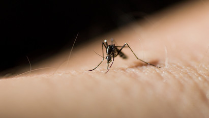 Fontos hírek a szúnyogirtásról: itt vannak a részletek