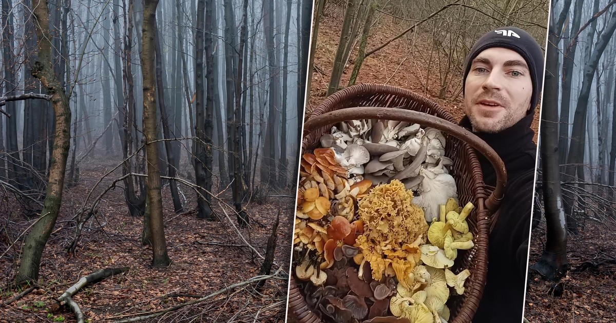 Grzyby w grudniu? Grzybiarz pokazał co znalazł w lesie, internauci w szoku. "Niesamowite…"