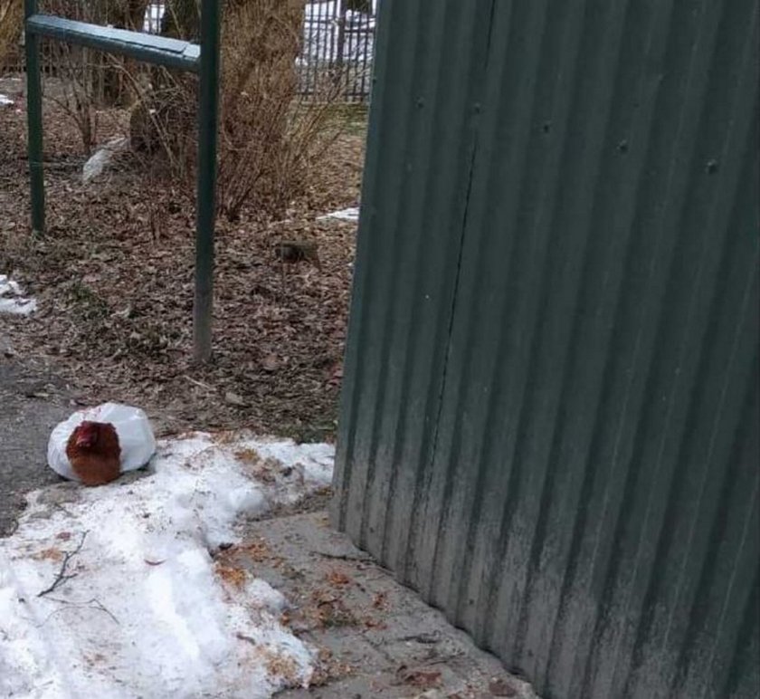 Kurę Kazię ktoś zostawił na pewną śmierć w reklamówce przy śmietniku