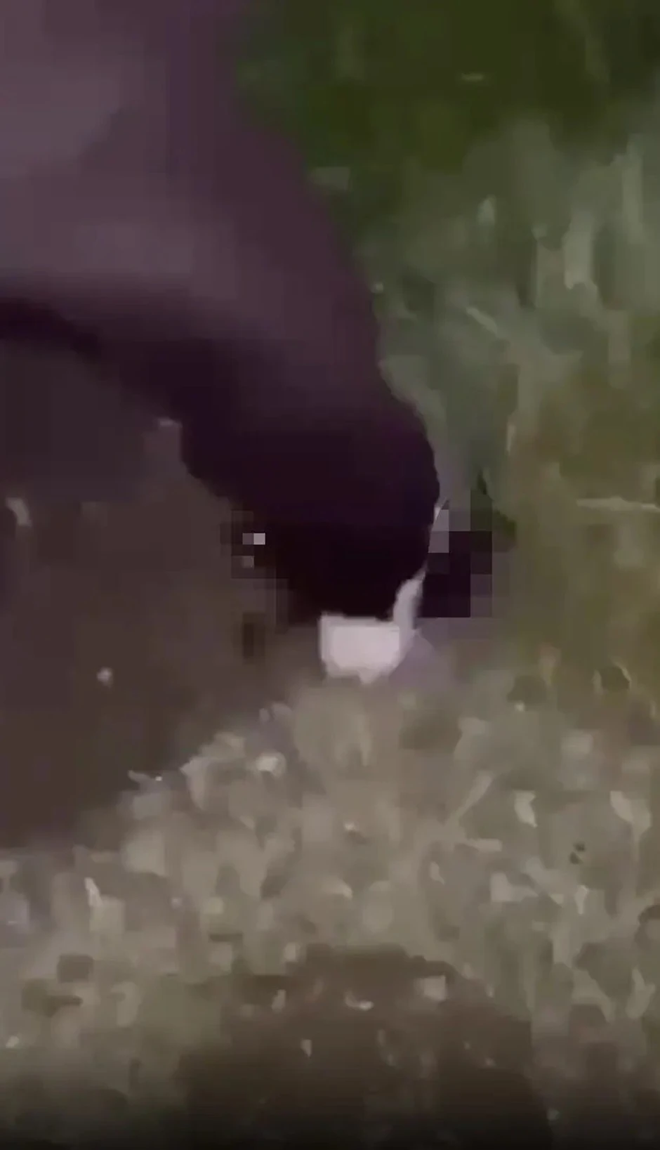 Scene iz uznemirujućeg snimka 