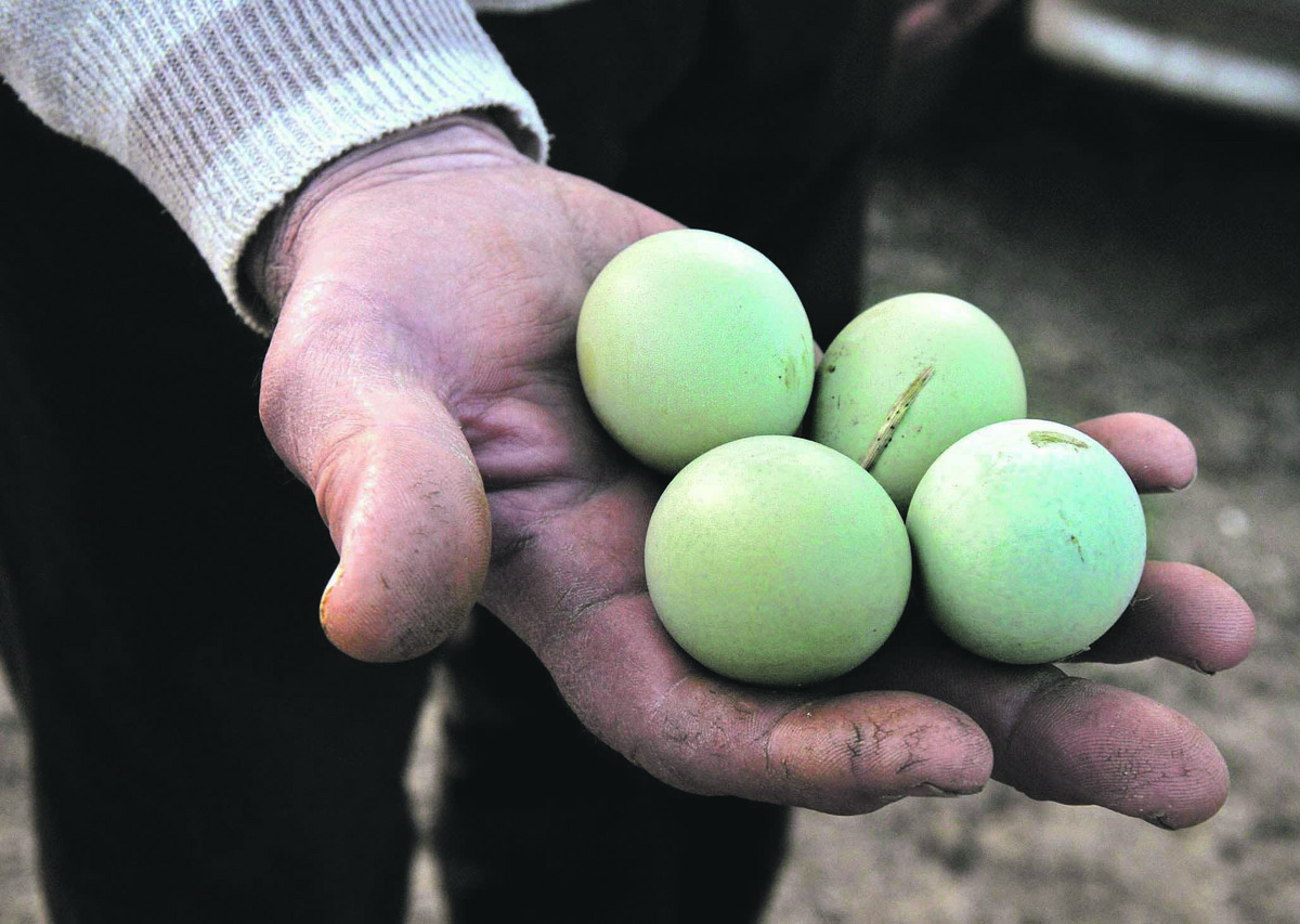 DOMAĆIN U ČUDU Zašto u Oplaniću koke nose zelena jaja