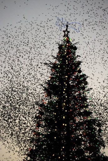 ITALY-ROME-BIRDS-STARLINGS