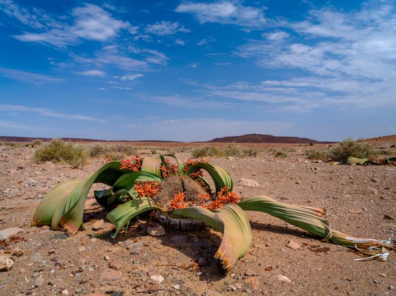 Welwiczja przedziwna (Welwitschia mirabilis)