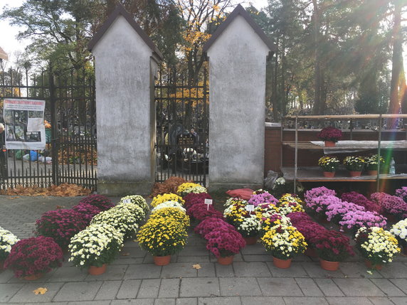 Chryzantemy przed Cmentarzem Farnym w Białymstoku