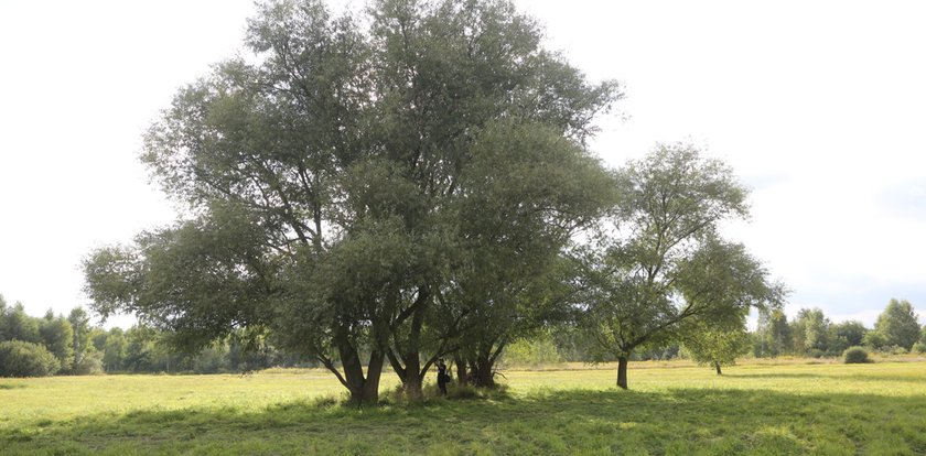 To on znalazł 13-latki powieszone na wierzbie pod Warszawą