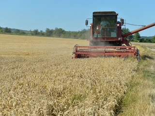 Tegoroczne zbiory zbóż jarych mogą być o ok. 25 proc. niższe niż w 2017 r. - prognozuje Krajowa Federacja Producentów Zbóż