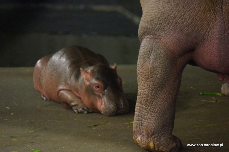 Mały hipopotam nową atrakcją zoo we Wrocławiu