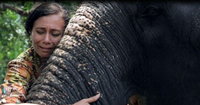 Megkínzott, kihasznált elefántokat ment egy indiai nő