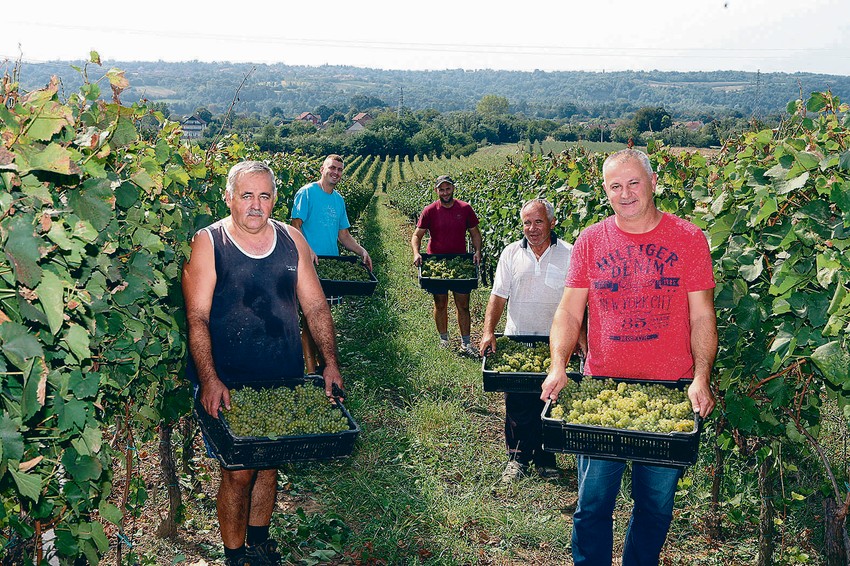 Prve vinograde podigao je na Zlatnom brdu imperator Marko Aurelije Prob