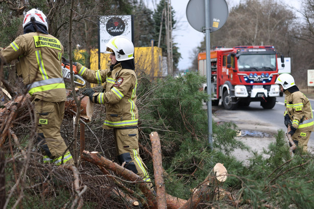 Strażacy usuwają powalone przez wichurę drzewa w warszawskiej Falenicy