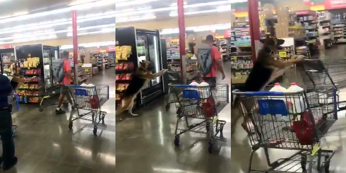 Pies robiący zakupy