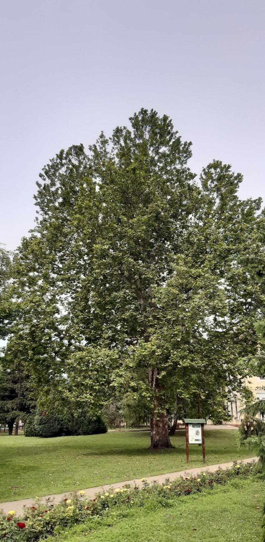 Američki platan u Futogu