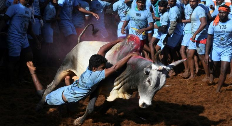 On the opening day of the bull-taming festival in India's Madurai city, more than 20 men were injured