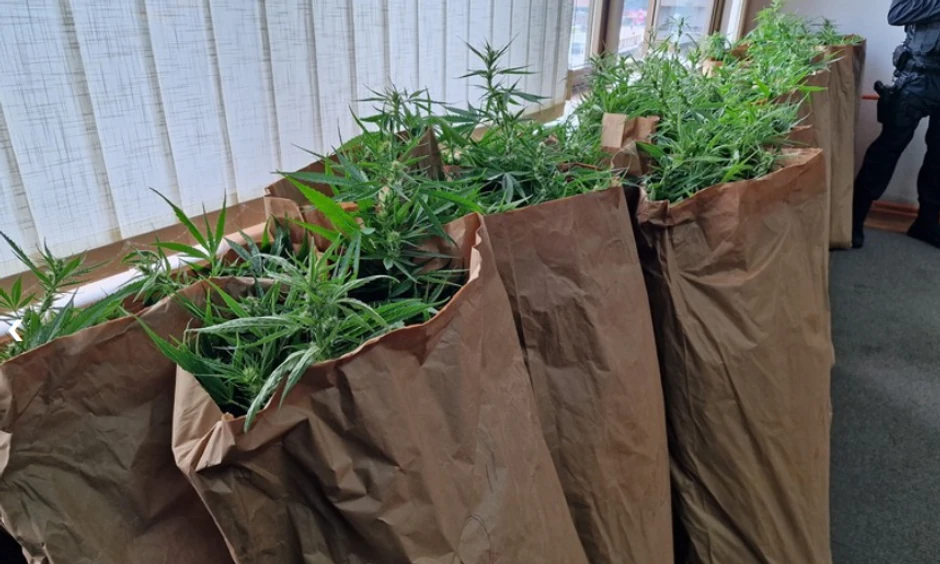 Zaplena indijske konoplje u Loparama