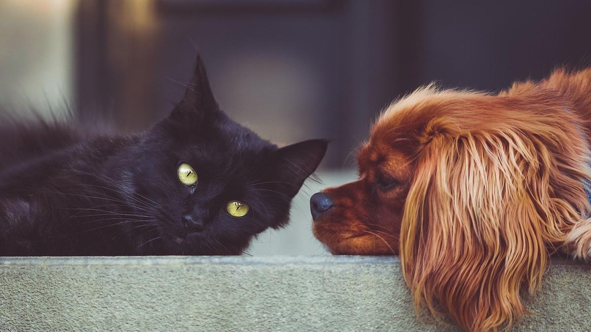 Kutyákra és macskákra is veszélyes az új koronavírus-fertőzés: súlyos  szívbetegséget okozhat - Blikk