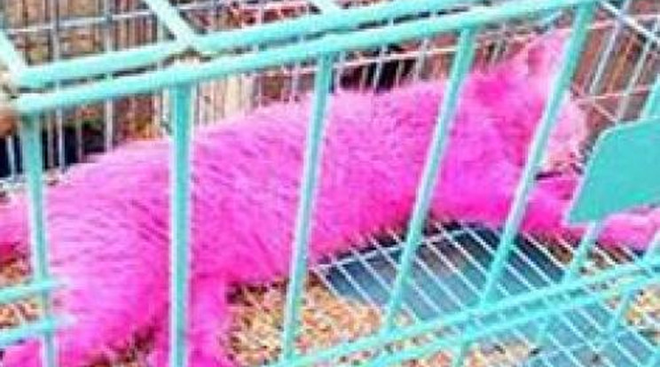 Tűző napon haldoklott a rózsaszínre festett cica
