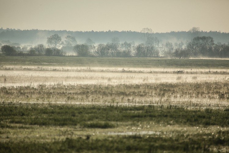 Wiosna nad Biebrzą