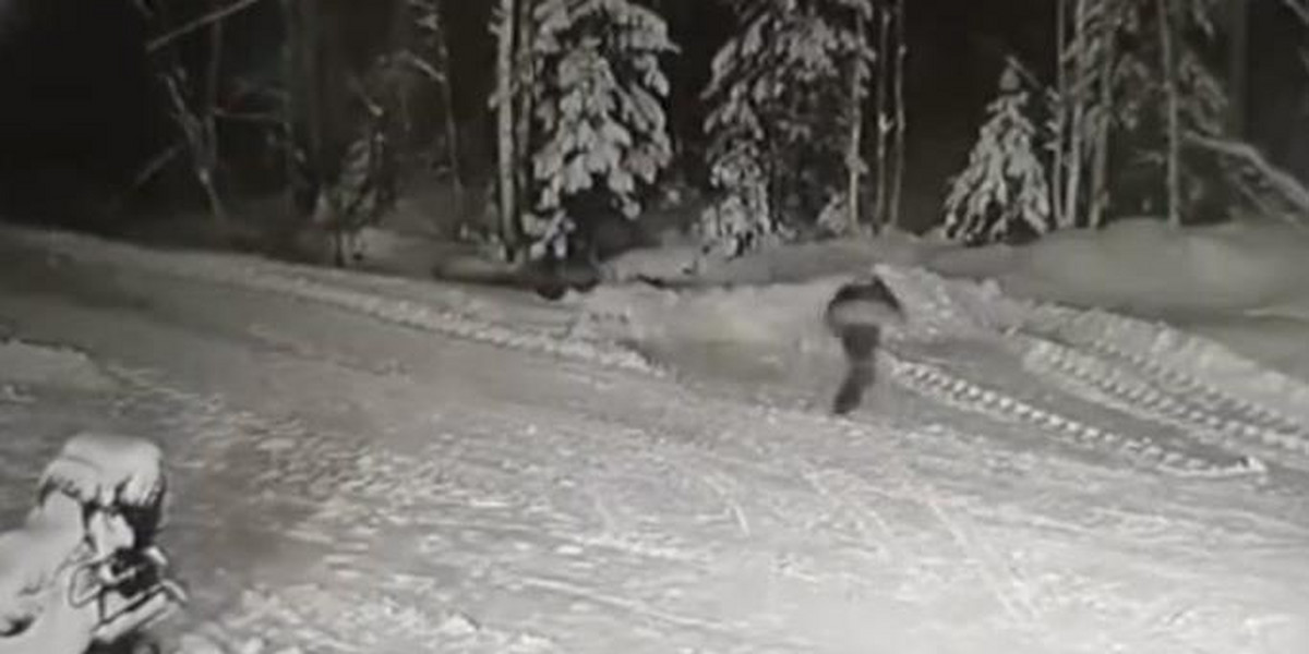 Na nagraniu widać 10-latka i czającego się w nocy wilka