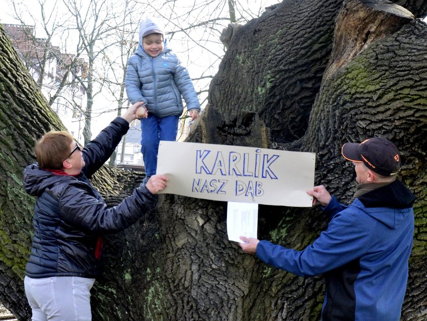 Dąb Karlik w Gogolinie