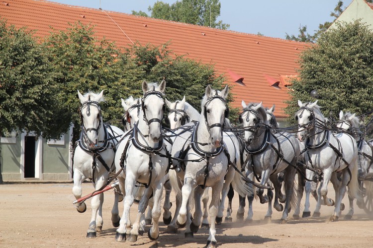 Państwowa stadnina Kladruby nad Labem. Fot. archiwum Destinační společnosti Východní Čechy