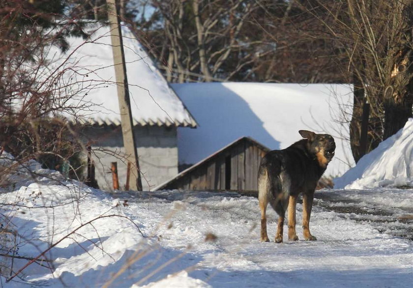Czarnorzeka: W tej wsi rządzi dziki pies!