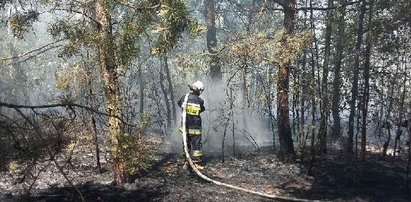 Pożar lasu pod Piotrkowem Trybunalskim