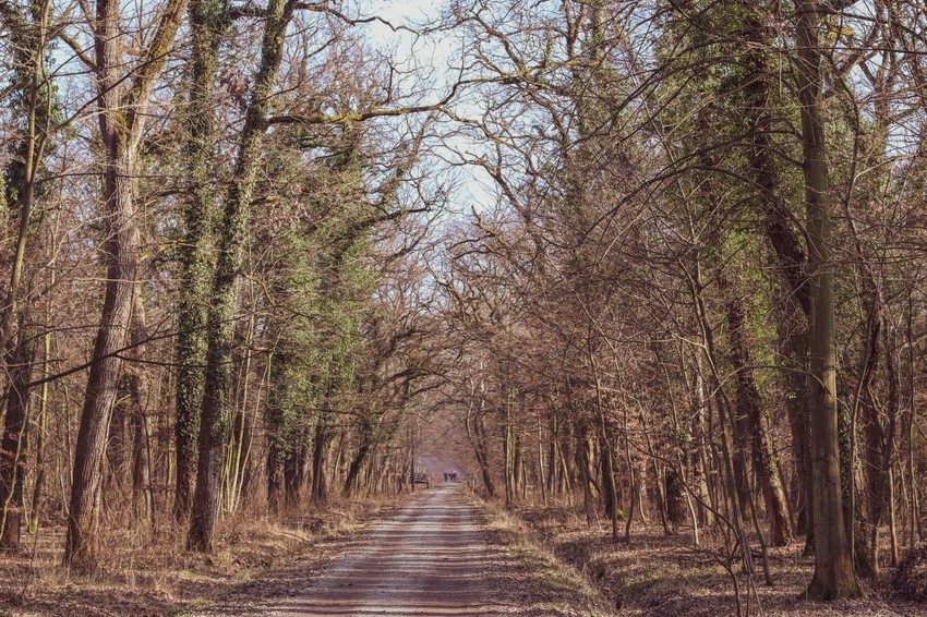 Na samo 30 kilometara od centra Beograda nalazi se Bojčinska šuma